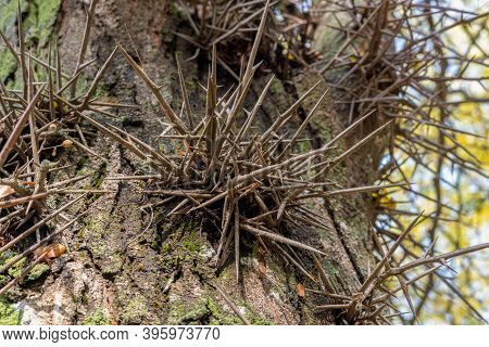 Large Thorns, Spikes On An Acacia Tree In The Park