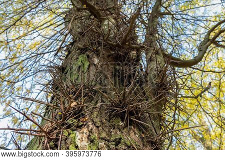 Large Thorns, Spikes On An Acacia Tree In The Park
