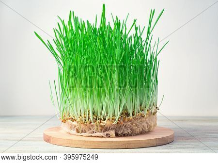 Sprouted Wheat Grain With Green Shoots On A Round Board On A Light Background. Side View With Space 