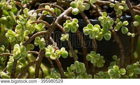 Close Up And Selective Focus Of Portulacaria Afra Or Elephant Bush Succulent Plant Are Growing In Ha