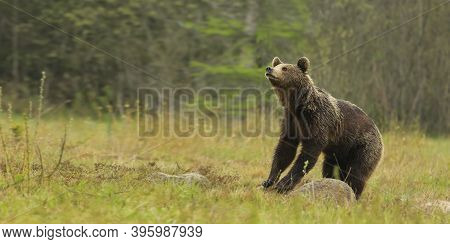 Wild Brown Bear In Natural Habibat. Brown Bear In Nice Forest. Ursus Arctos,close Up.wildliffe Photo