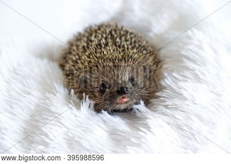 Cute Happy Wild Hedgehog Lying On Soft Blanket And Smiling On A White Background. Prickly Animal Res