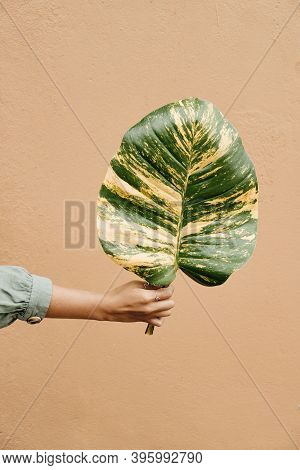 Woman Hand Holding Alocasia Alba Green Yellow Leaf
