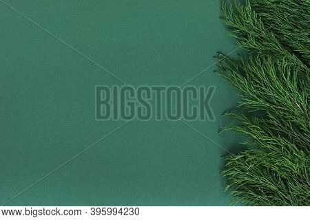 Background With Green Juniper Branches Border, Backdrop For Eco Friendly Product Placement