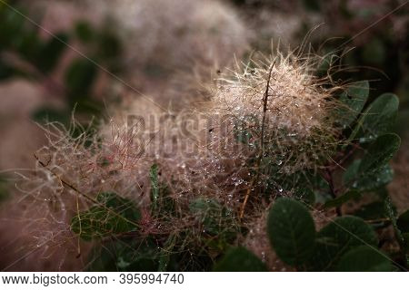 Beige Color Champagne Set Sail Smoketree With Drops Dew, Skumpiya Tanning, Close Up, Cotinus Coggygr