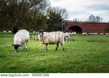 A Single Mature Sheep Looks Straight At The Camera Surrounded By Numerous Grazing Sheep In A Field I
