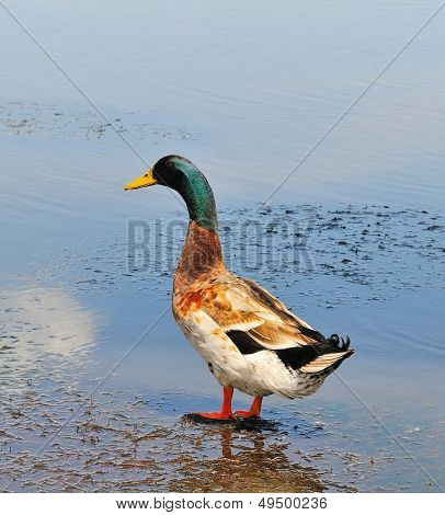 männliche Stockente am Fluss