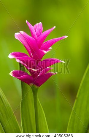 Siam Tulip