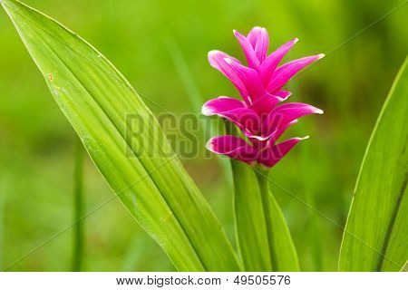 Siam Tulip