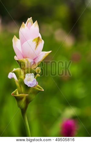 Siam Tulip