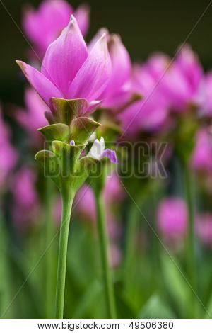 Siam Tulip