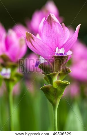 Siam Tulip