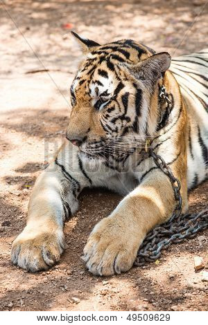 Captured Asian Bengal Tiger In Open Space In Metal Chain
