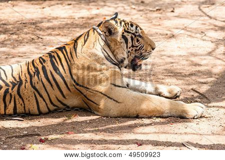 Captured Asian Bengal Tiger In Open Space In Metal Chain
