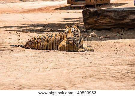 Captured Asian Bengal Tiger In Open Space In Metal Chain