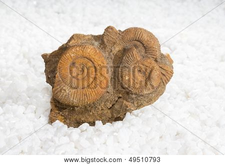 Ammonite Fossils