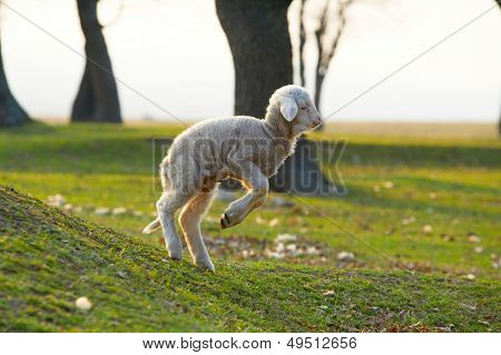 cute little lamb saltando sul campo.