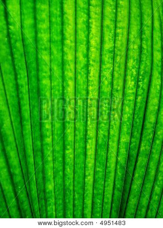 Textura pozadí