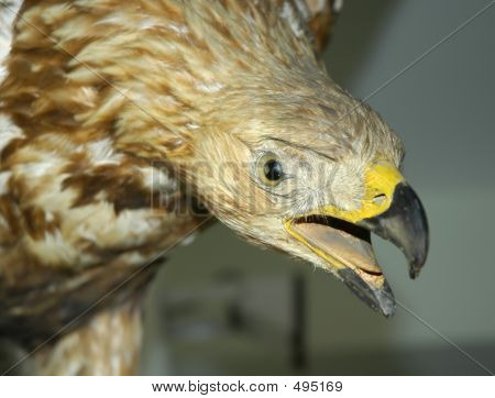 Eagle