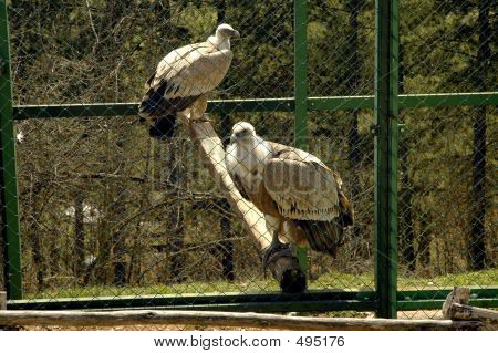 Eagles häkki
