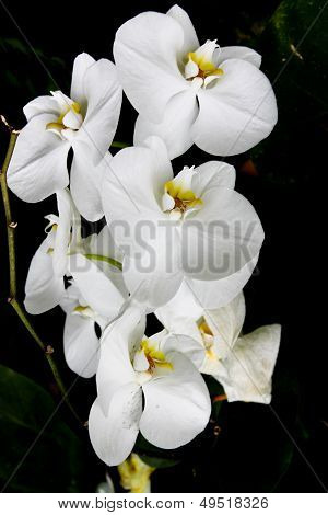 Bílá orchidej na černém pozadí