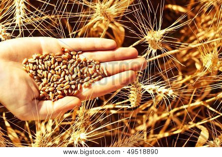 Wheat In Hand