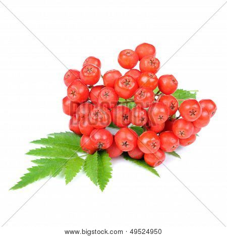 Červený jeřáb (Mountain Ash) bobule izolovaných na bílém pozadí