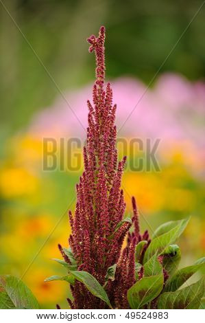Amaranth (Prince's Feather) am Blumenbeet