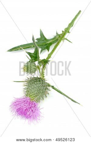 นมธิส (Silybum Marianum) กับดอกไม้สีชมพูที่แยกต่างหากบนพื้นหลังสีขาว
