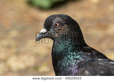 Close Up Of Pidgeon