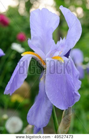 Modrá vlajka (Iris) květina v zahradě