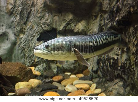 Fish Great Snakehead.(channa Micropeltes)