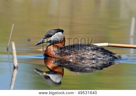 vesilintu järvellä (podiceps grisegena)