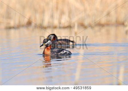 vesilintuja järven (podiceps grisegena)