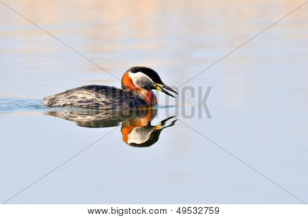 vesilintu järvellä (podiceps grisegena)