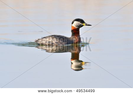 vesilintu järvellä (podiceps grisegena)