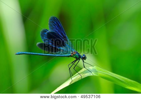 Libelle im freien