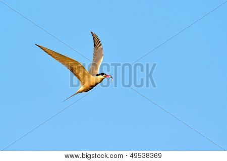 madár repülés (chlidonias hybridus)