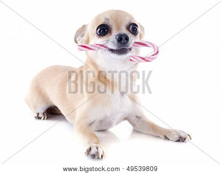 Chiot Chihuahuaand sucre d'orge