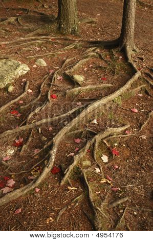 Tree Roots