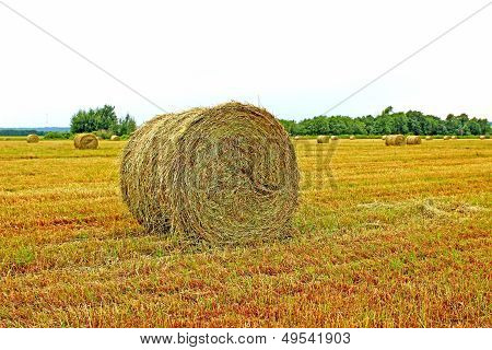 Hay in a field