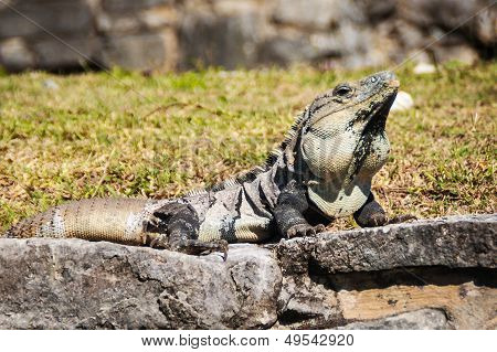 Ctenosaura Similis