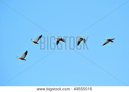 divoké husy létání (tadorna ferruginea)