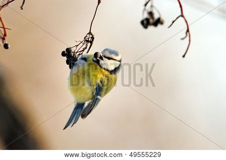 Chapim-azul na filial no inverno (parus caeruleus)