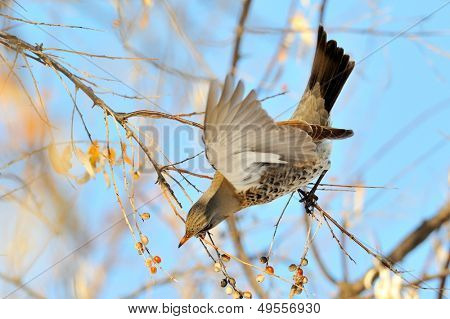 pamukçuk şube kış (Turdus burnu) üzerinde