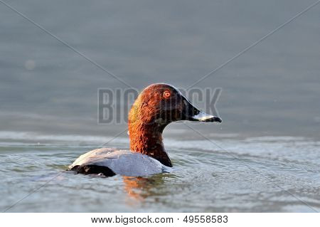 ankka järvellä (aythya ferina)