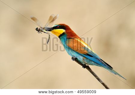 Avrupa arı kuşugiller (arı kuşu Apiaster) açık