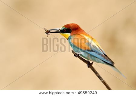 Avrupa arı kuşugiller (arı kuşu Apiaster) açık