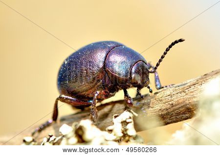 Beetle udendørs (meloe violaceus)