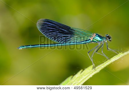 vážka venkovní (coleopteres splendens)